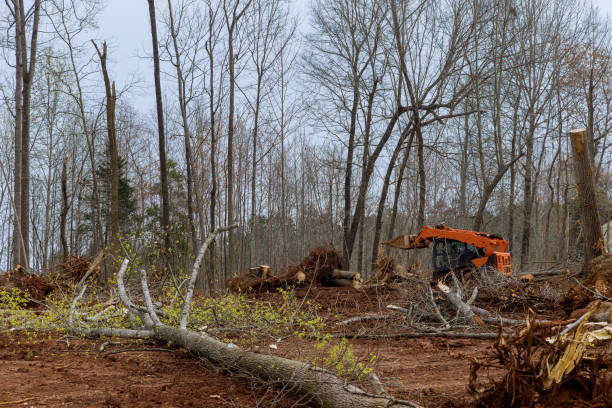 Best Firewood Processing and Delivery  in Lincoln, AL