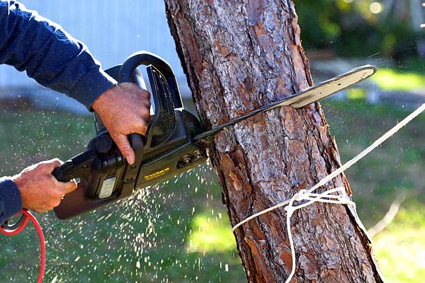 Trusted Lincoln, AL Tree Services Experts