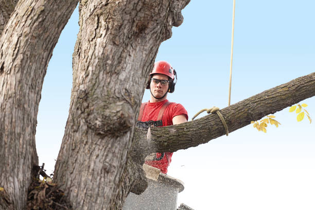 How Our Tree Care Process Works  in  Lincoln, AL